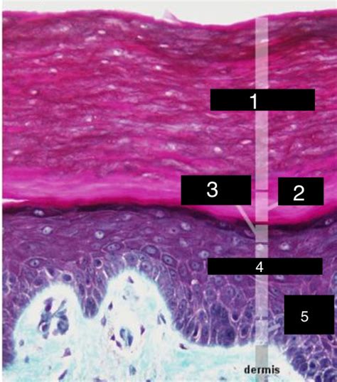 Lab 4 Integumentary Sytem Diagram Quizlet