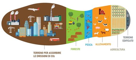 Passo Dopo Passo Seguiamo Limpronta Ecologica L Ettore