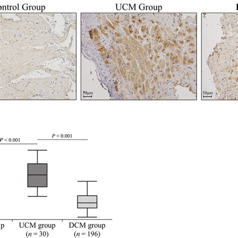 Immunostaining Of Monocyte Chemoattractant Protein Mcp A