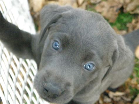 The gallery for --> Grey Puppies