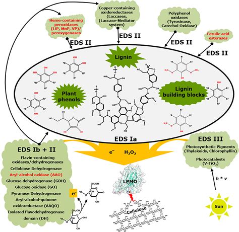 Frontiers Distinct Substrate Specificities And Electron Donating