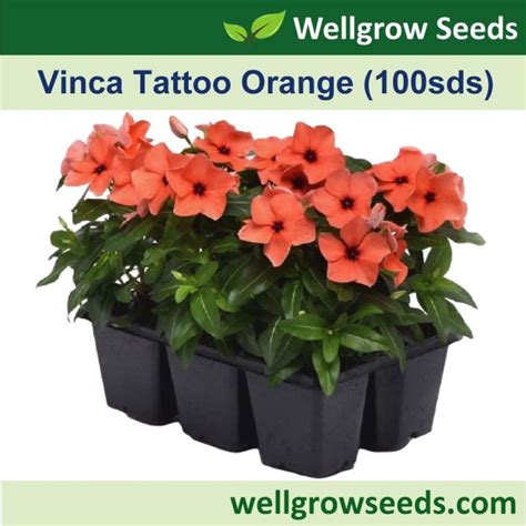 Vinca Tattoo Orange 100 Sds Periwinkle Flower Seeds Wellgrow Seeds