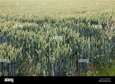 Wheat Triticum Aestivum Field In Early Summer Sussex England Uk