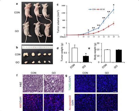 Graphene Oxide Inhibits The Tumorigenesis Of Gscs In A Nude Mouse