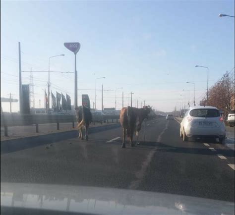 Vaci La Plimbare Pe Una Dintre Cele Mai Circulate Sosele Din Timisoara