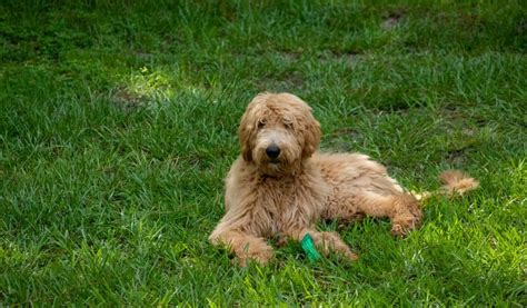 Goldendoodle: The Ultimate Guide to This Popular Mix Dog Breed