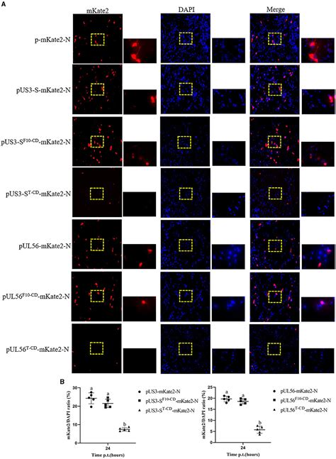 Frontiers Construction Of Pseudorabies Virus Variant Attenuated Vaccine Codon Deoptimization