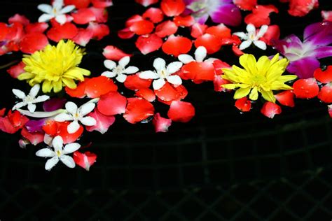 Onam Flowers Stock Photos, Images and Backgrounds for Free Download