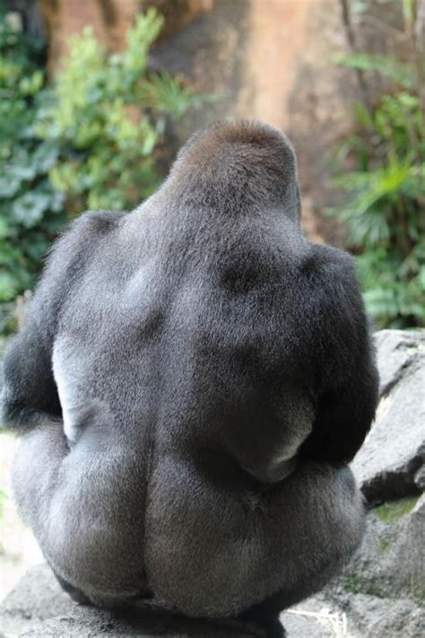 Silverback Gorilla Muscles