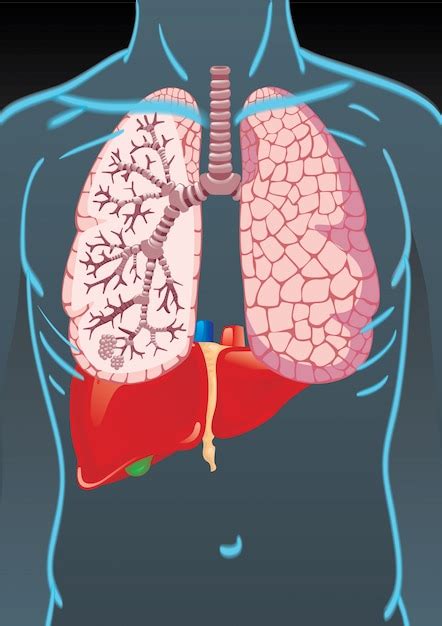 Menselijk Lichaam Met Interne Organen Premium Vector