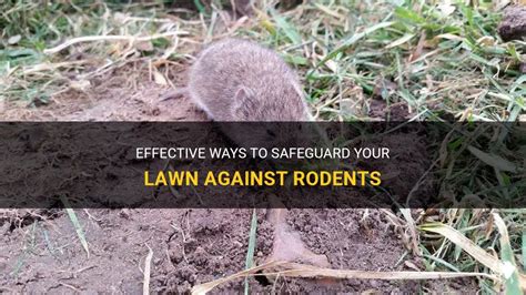 Effective Ways To Safeguard Your Lawn Against Rodents PetShun