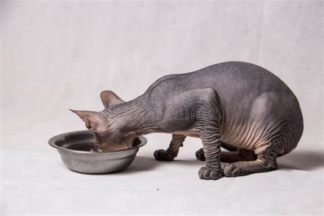 Naked Gray Sphinx Cat Eats Food From An Iron Bowl On A White Background