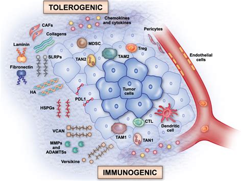 Tumor Matrix Remodeling And Novel Immunotherapies The Promise Of