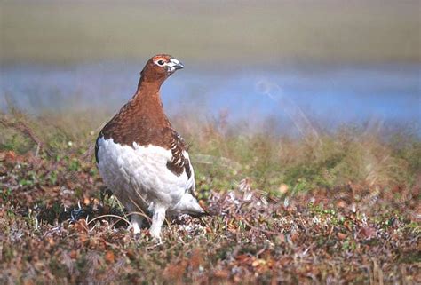 Willow Ptarmigan Alaskaorg