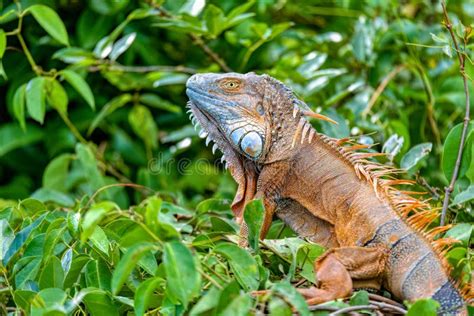 Green Iguana Iguana Iguana Rio Tempisque Costa Rica Wildlife Stock