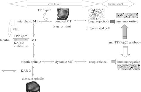 Tentative Scheme For The Effects Of Kar And Tppp P On Microtubule