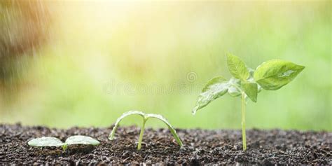 Concept Planting Trees Saving World Protecting The Environment