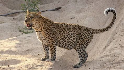 First Gps Collar Study Reveals How Leopards Co Exist With Humans In