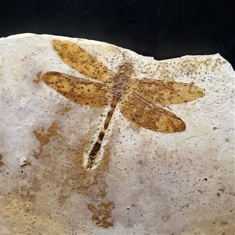 Dragonfly Fossil