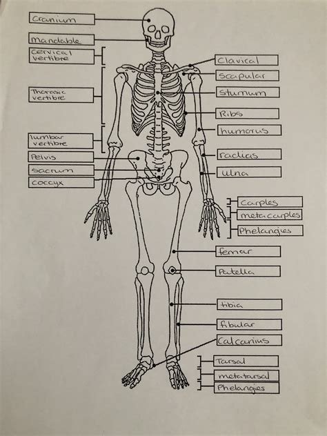 Skeletal diagram in 2024 | Medical school stuff, Nurse study notes ...