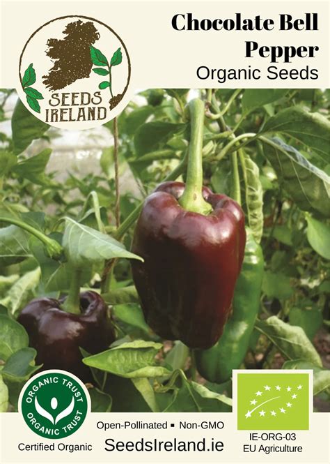 Chocolate Bell Heirloom Pepper Seeds Ireland Organic Vegetable Seed