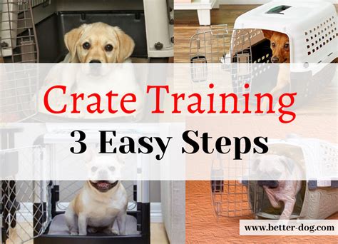 Crate Training Any Dog | Better dog