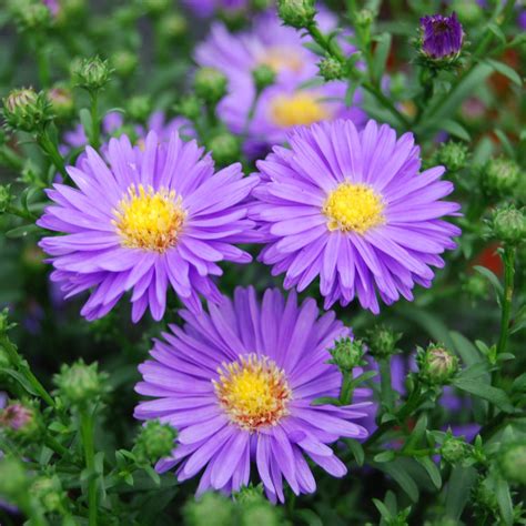 Aster Flower