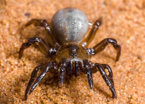 Australian Scientists Discover More Than 50 New Spider Species on a ...