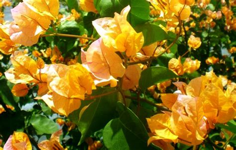 Bougainvillea California Gold - Bougainvillea, Ixora & Hibiscus ...