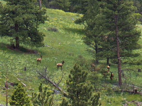 Rocky Mountain Elk Montana Rattlesnake Creek Ranch Fay Ranches