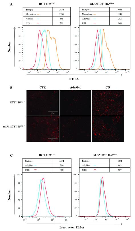 Effect Of AdoMet On ROS Accumulation And On Autophagic Flux In HCT 116