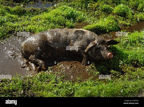 Young Pig Getting Muddy Stock Photo Alamy