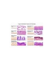 Exploring Epithelial Tissues: Types and Examples in the Body | Course Hero