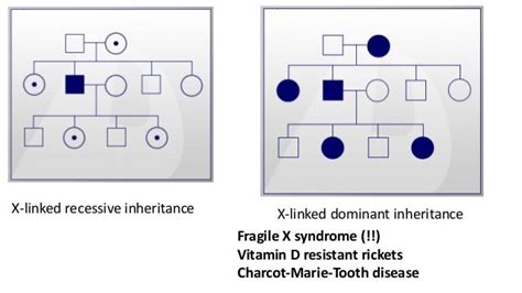 Modes Of Autosomal And Sex Linked Inheritance