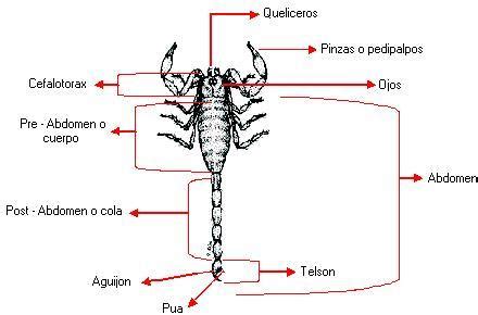 Vista dorsal de un escorpión con sus partes señalizadas Pearltrees