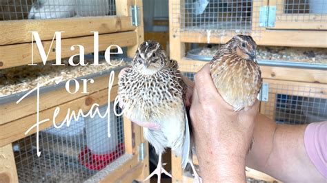 How To Tell Male From Female Quail Let Me Show You Two Ways To Know