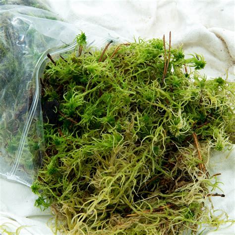 Musgo Sphagnum