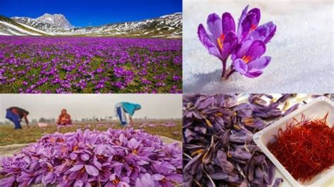 How To Grow Saffron At Home Amazing Guide For You In Steps