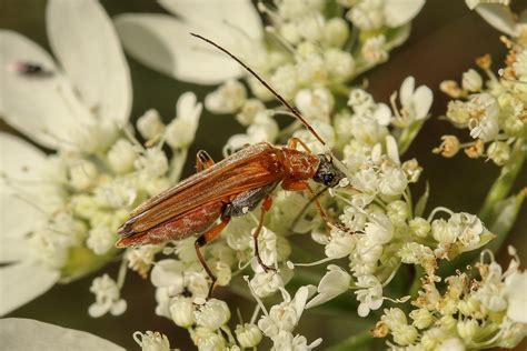 Oedemera Podagriae False Blister Beetle Female Oedemer Flickr