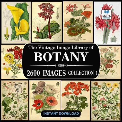 2600 Botany Images Vintage Plant Flower Illustrations Art