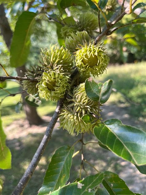 Species Profile: Sawtooth Oak (Quercus Accutisima) - Mossy Oak Properties