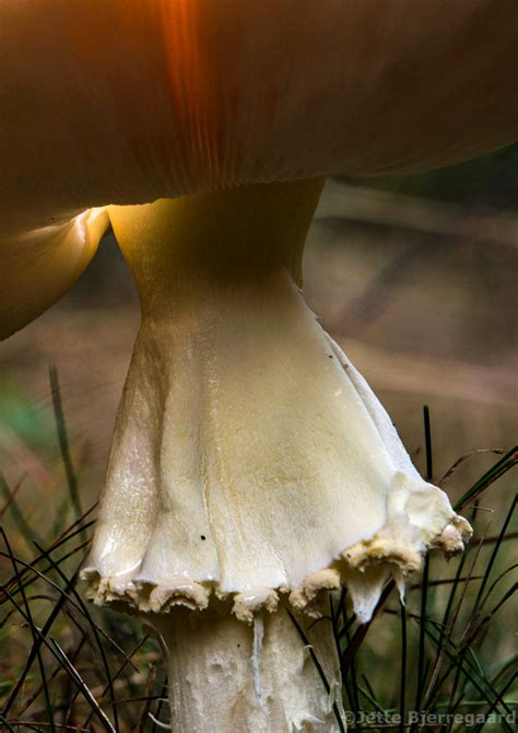 Fluesvampe Naturfotografer I Danmark