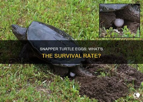 Snapper Turtle Eggs What S The Survival Rate PetShun