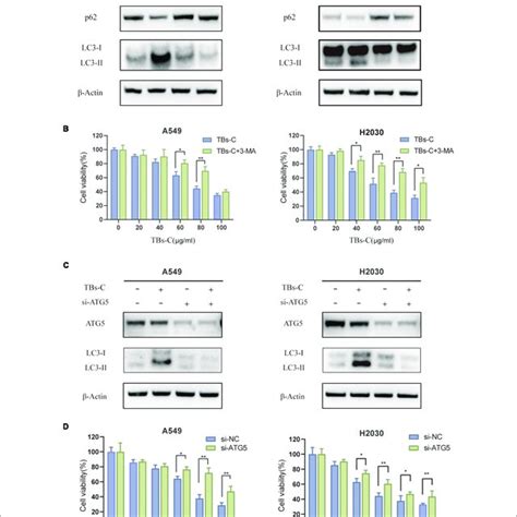 Inhibition Of Autophagy Overcomes The Antitumor Effect Of TBs C In