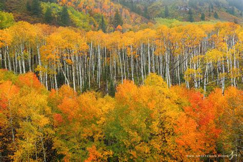 McClure Pass Aspens | McClure Pass - Gunnison National Forest - Colorado | Nate Zeman - Photography