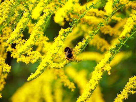 Una Abeja En Flores Amarillas Foto Premium