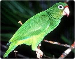 Endangered Species - You and El Yunque... a rainforest