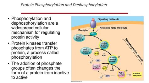 Membrane Transport And Cell Signaling Ppt Download