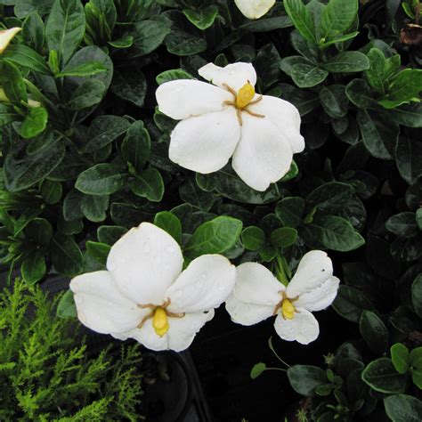 Kleim's Hardy Gardenia - Gardenia jasminoides 'Kleim's Hardy' – GoBuyPlants