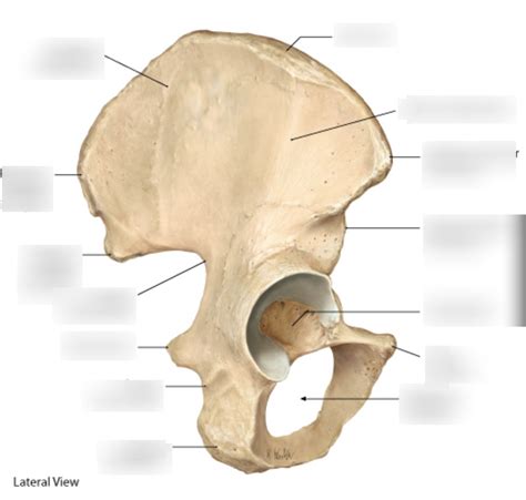 Hip Bone Lateral View Diagram Quizlet